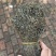 独脚金