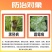 江苏宝灵宝克25%甲霜灵霜霉威霜霉病晚疫病立枯病黑