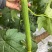新贵族一号长棒丝瓜种子越冬一大茬丝瓜种子肉厚质硬心腔小产