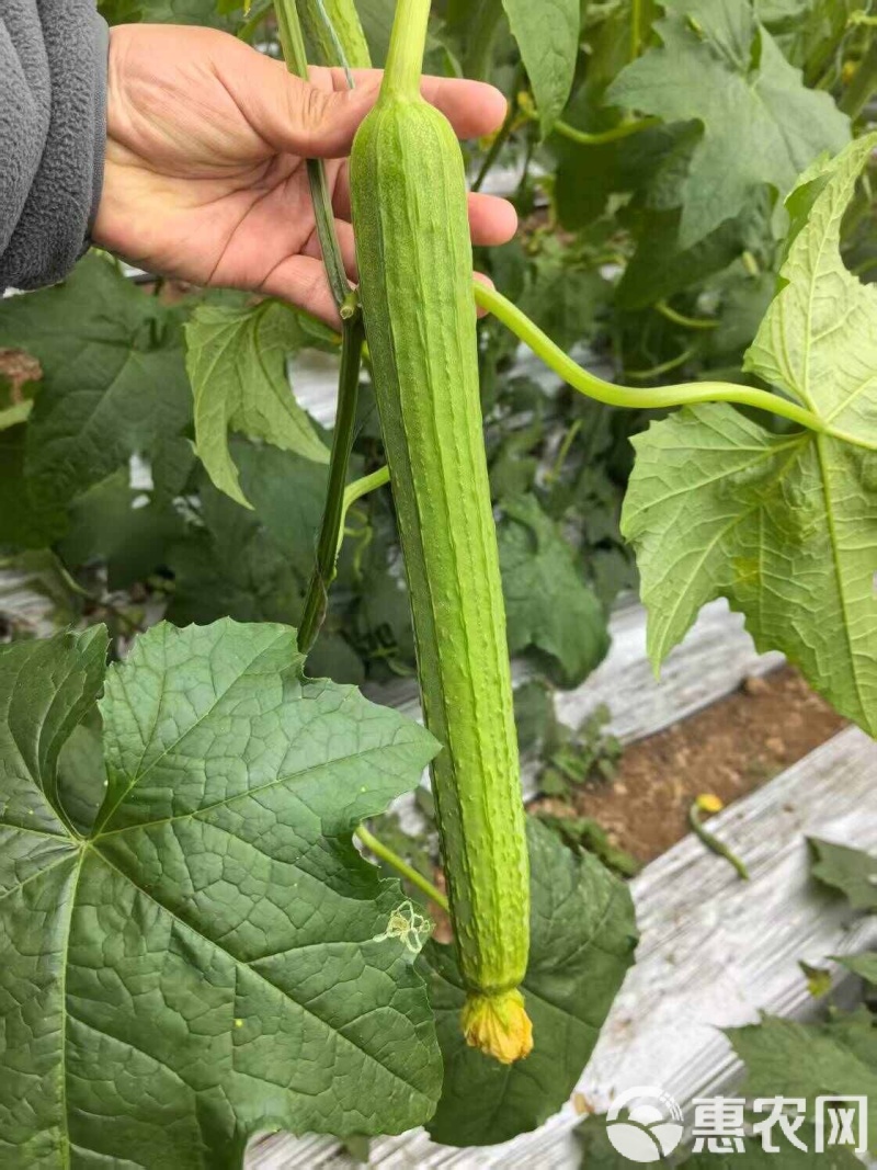 新贵族一号长棒丝瓜种子越冬一大茬丝瓜种子肉厚质硬心腔小产