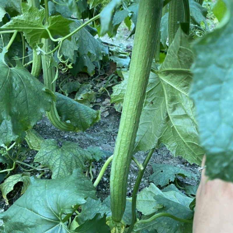 新贵族一号长棒丝瓜种子越冬一大茬丝瓜种子肉厚质硬心腔小产