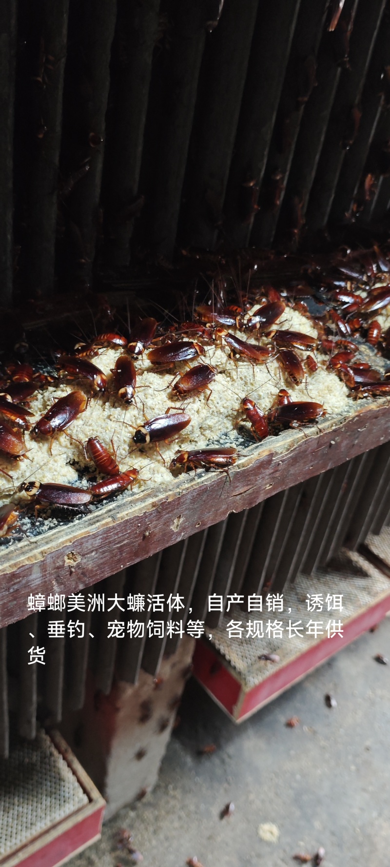 蟑螂美洲大蠊活体批发，自产自销规格齐全渔具店垂钓诱饵必备