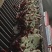 蟑螂美洲大蠊活体批发，自产自销规格齐全渔具店垂钓诱饵必备