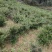 蚊母，中华蚊母，蚊母桩，小叶蚊母，湖北蚊母，量大