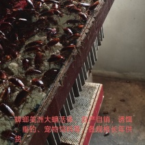 蟑螂美洲大蠊活体批发，自产自销规格齐全渔具店垂钓诱饵必备