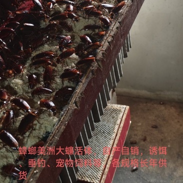 蟑螂美洲大蠊活体批发，自产自销规格齐全渔具店垂钓诱饵必备