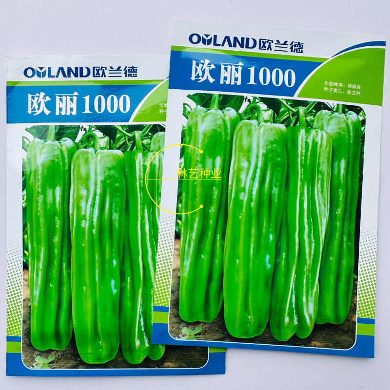 欧丽1000薄皮椒种子欧兰德竖条纹软皮泡椒苏椒酥椒微辣辣
