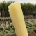 陶山甘蔗皮薄质脆渣松而软可手撕皮陶山果蔗量大价优