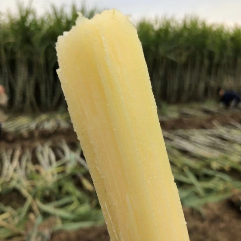 陶山甘蔗皮薄质脆渣松而软可手撕皮陶山果蔗量大价优