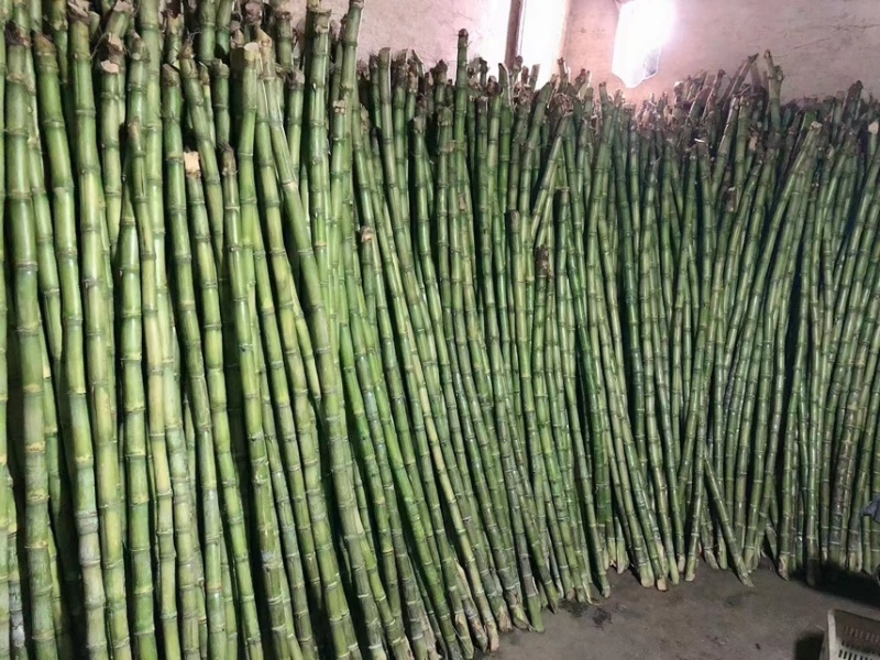 陶山甘蔗皮薄质脆渣松而软可手撕皮陶山果蔗量大价优