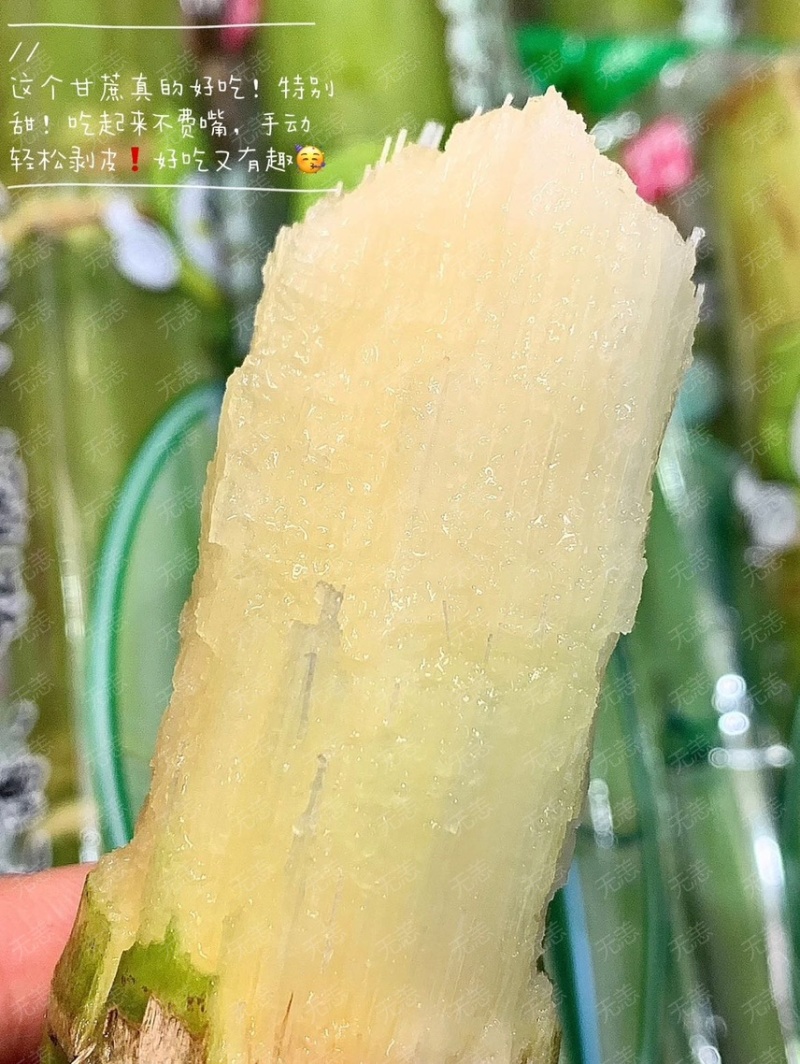 陶山甘蔗皮薄质脆渣松而软可手撕皮陶山果蔗量大价优