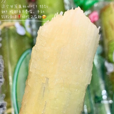 陶山甘蔗皮薄质脆渣松而软可手撕皮陶山果蔗量大价优