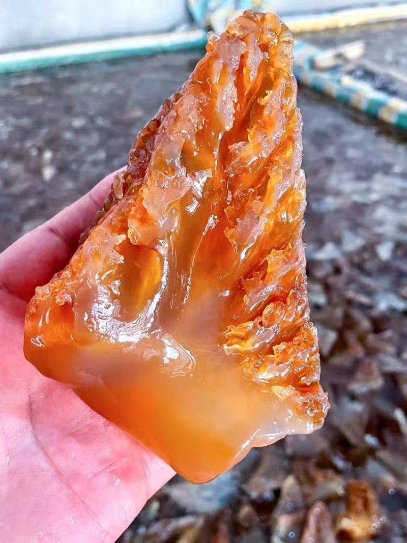 海蜇头红头蜇头红海蜇头特大角大角中角野生海蜇海蜇丝海蜇皮