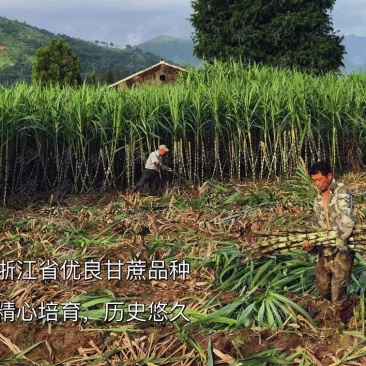 一件代发