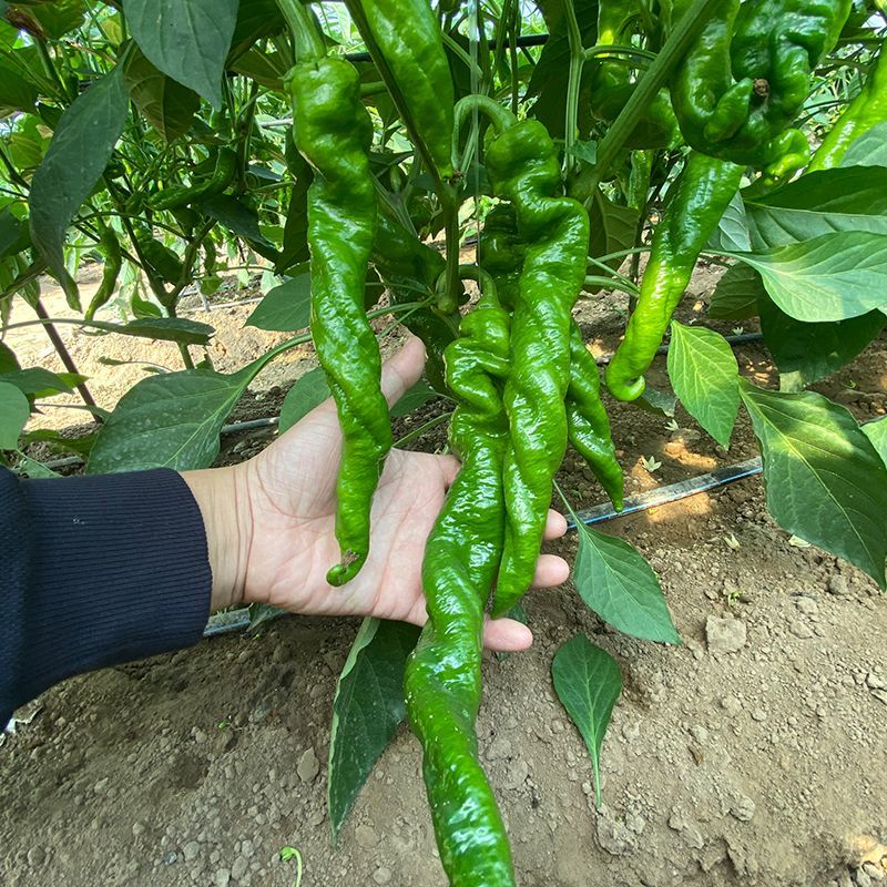 欧兰德绚丽29辣椒种子辣味浓香皮薄质脆春秋大果螺丝椒陇椒