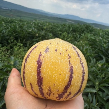 人参果