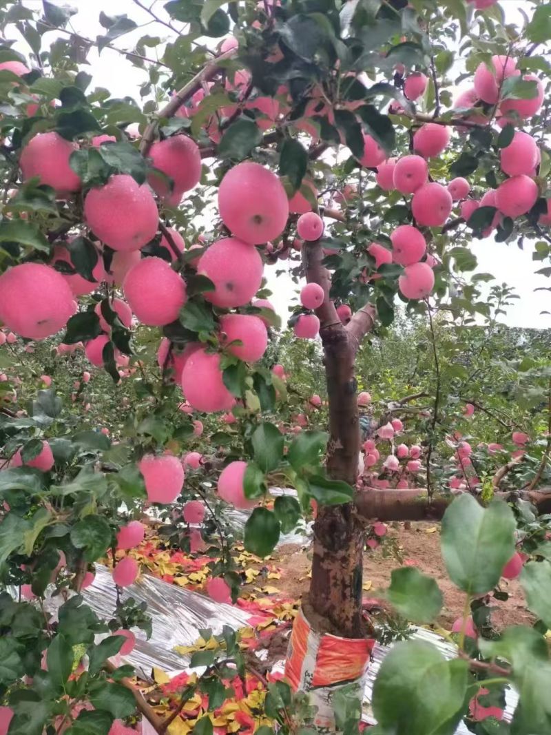 宜川红富士苹果