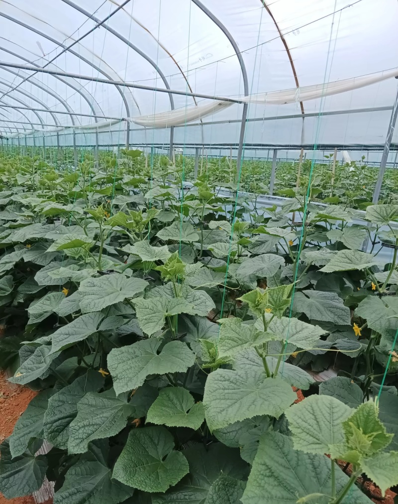 云南元谋6万亩越冬大棚黄瓜欢迎大家采购整车发货