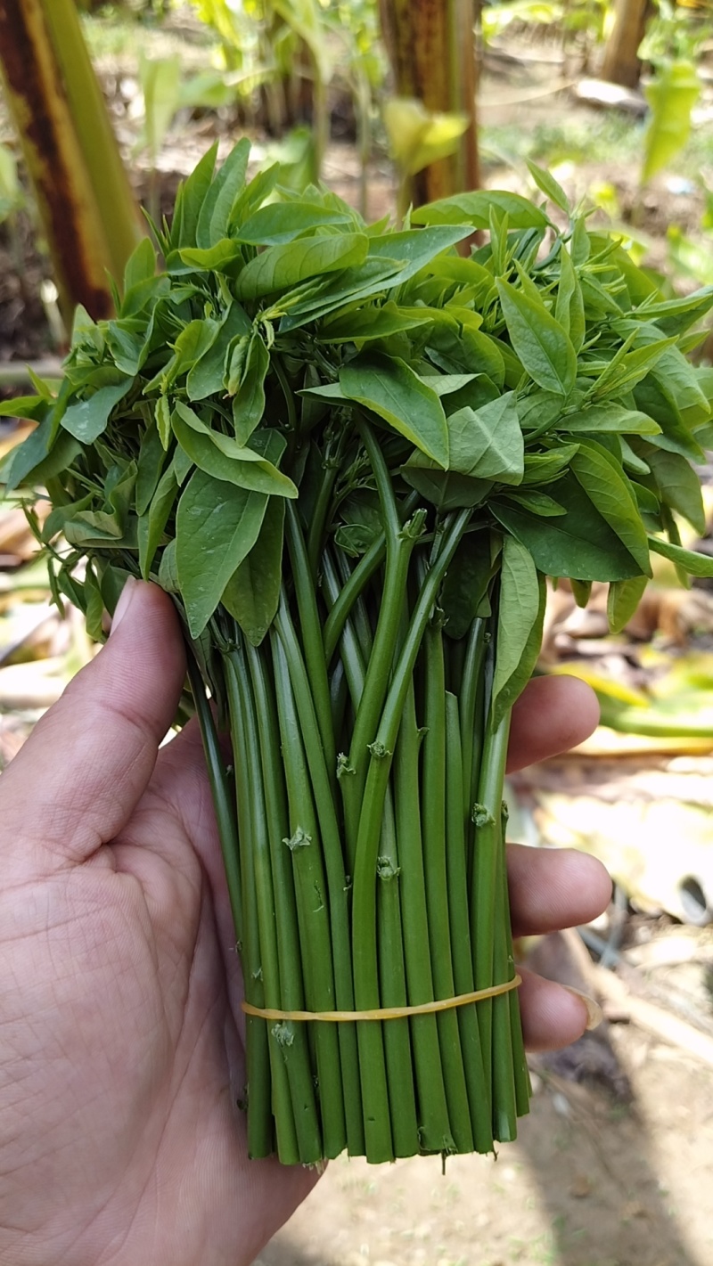 树仔菜