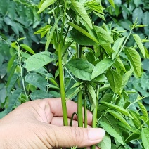 树仔菜