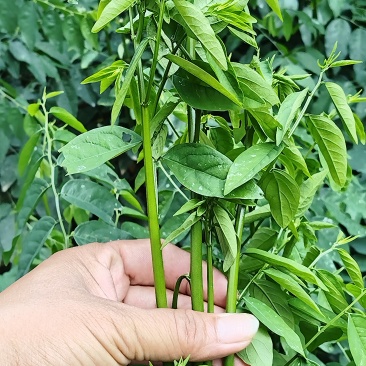 树仔菜