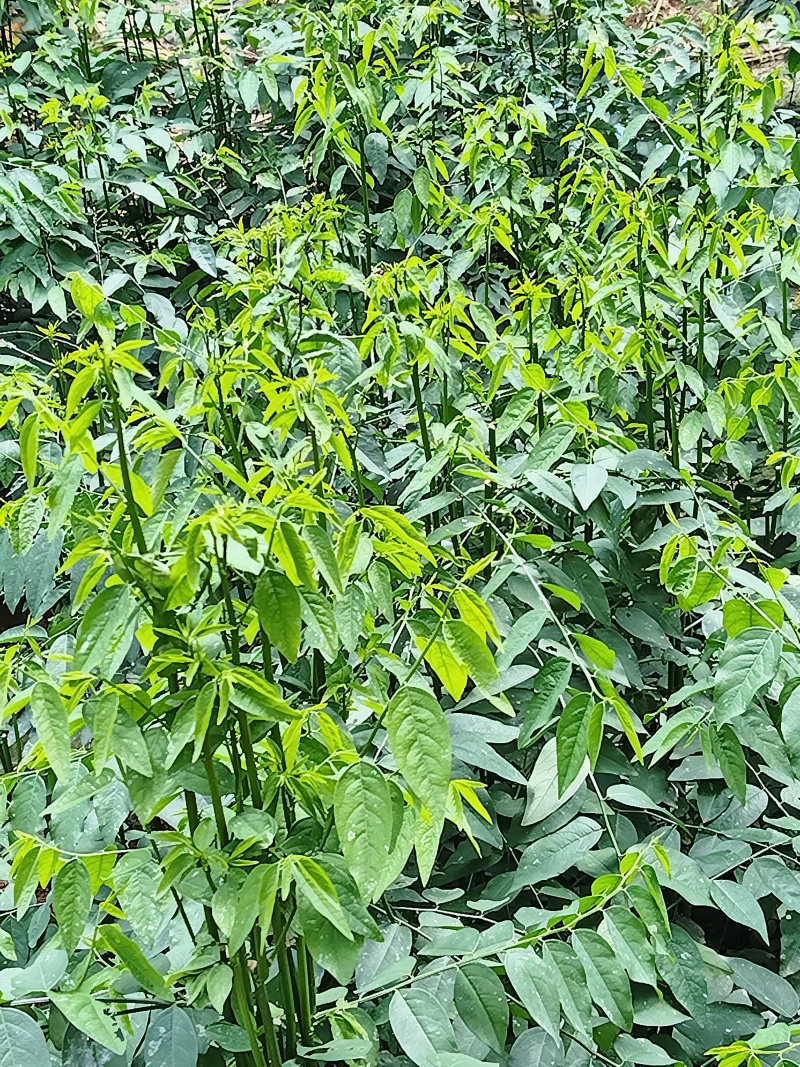 树仔菜