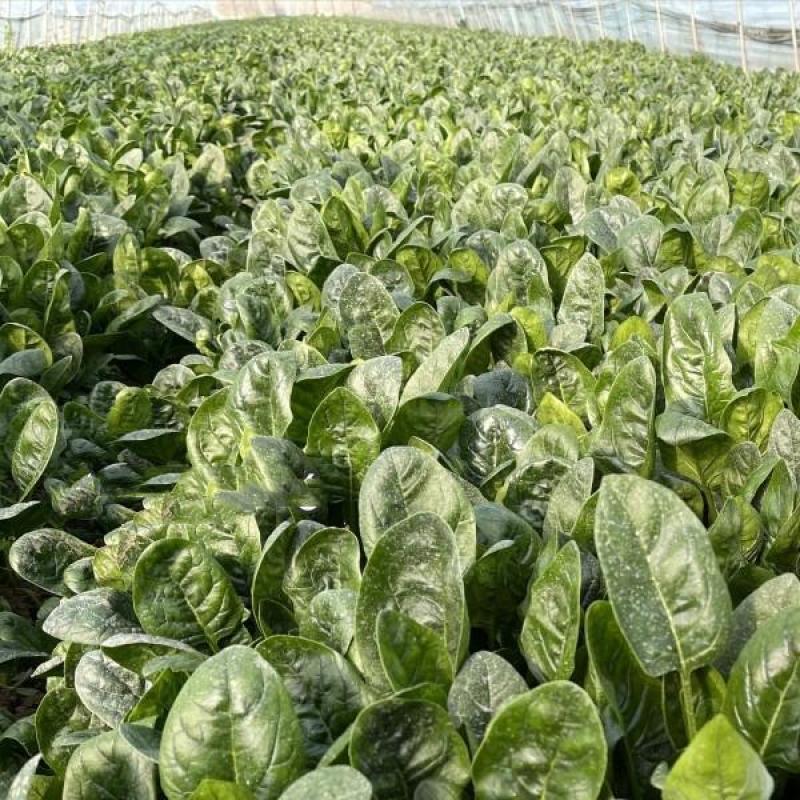 黑牛3号营养菠菜种子高产抗病耐抽苔黑绿亮椭圆叶菠菜种籽