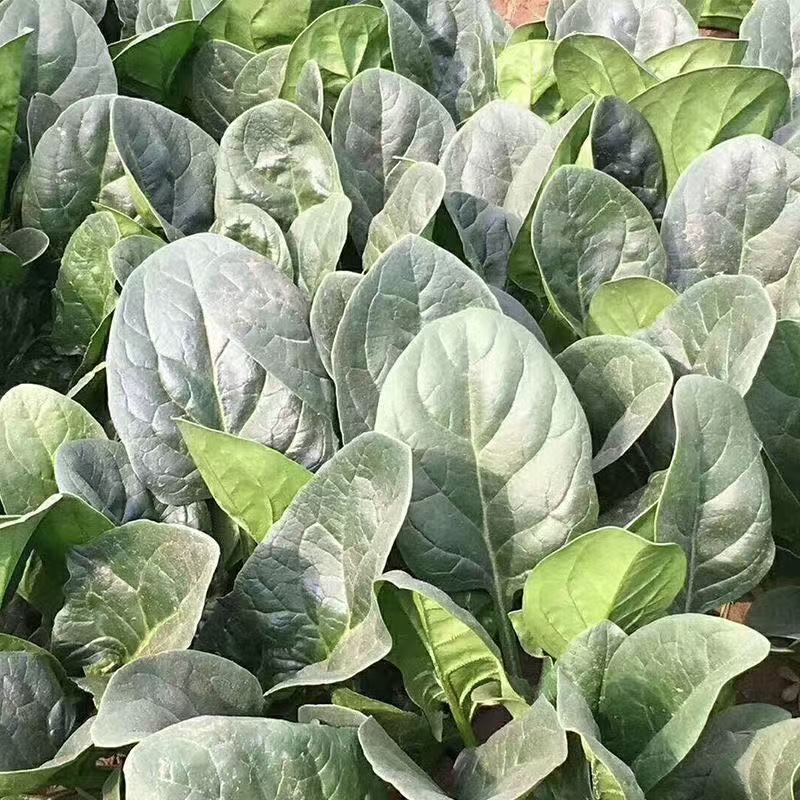 黑牛3号营养菠菜种子高产抗病耐抽苔黑绿亮椭圆叶菠菜种籽