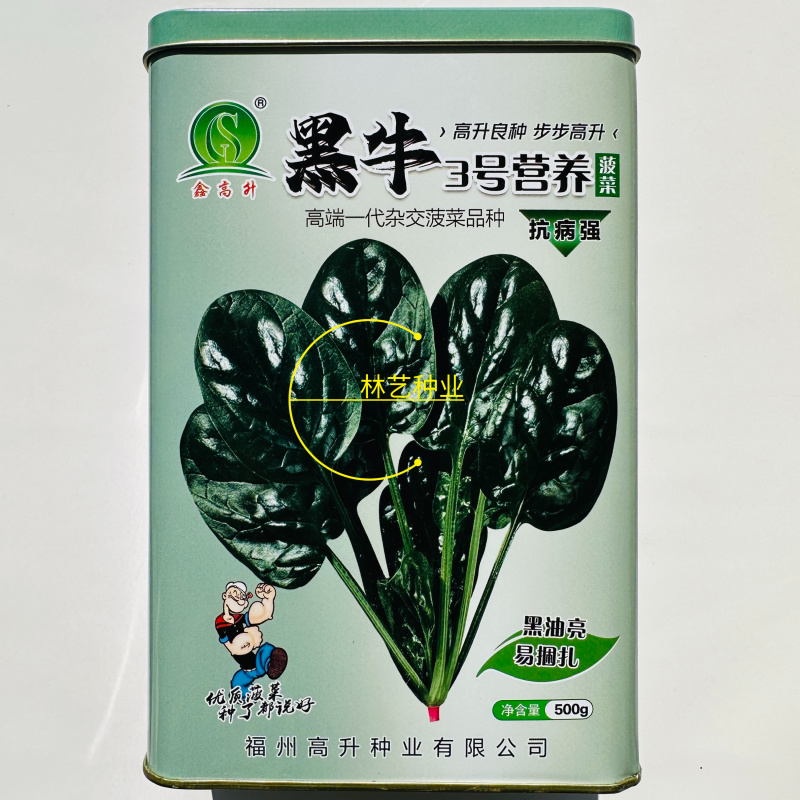 黑牛3号营养菠菜种子高产抗病耐抽苔黑绿亮椭圆叶菠菜种籽