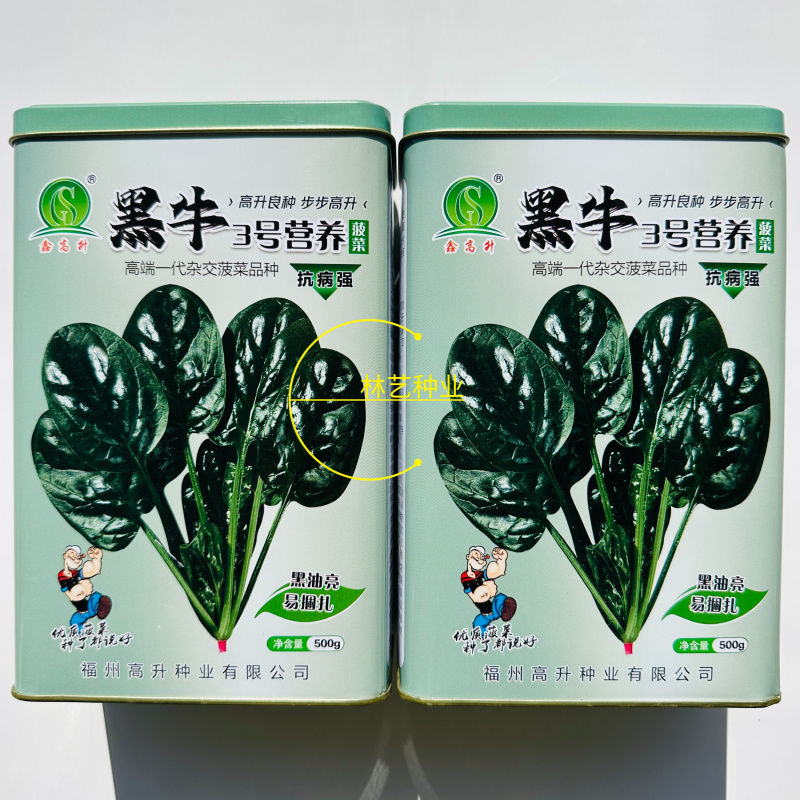 黑牛3号营养菠菜种子高产抗病耐抽苔黑绿亮椭圆叶菠菜种籽