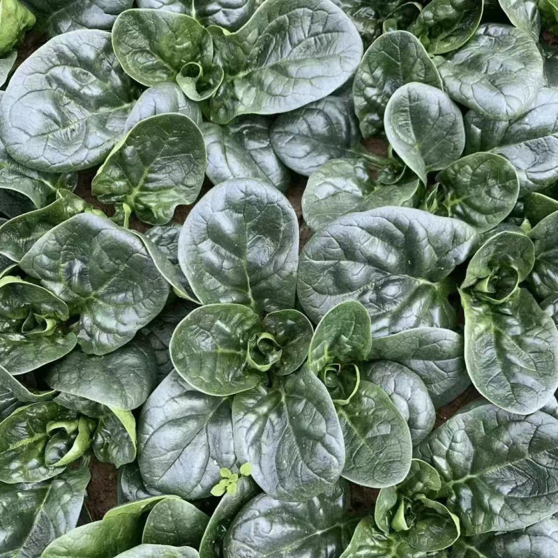 墨菲619菠菜种子亮黑绿卵圆形大叶菠菜种籽春秋播种耐捆扎