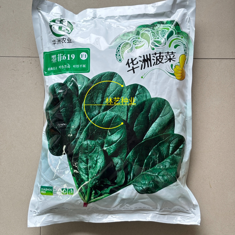 墨菲619菠菜种子亮黑绿卵圆形大叶菠菜种籽春秋播种耐捆扎