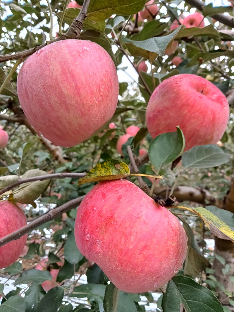 寒富苹果大量上市，口感甘甜，色泽艳丽