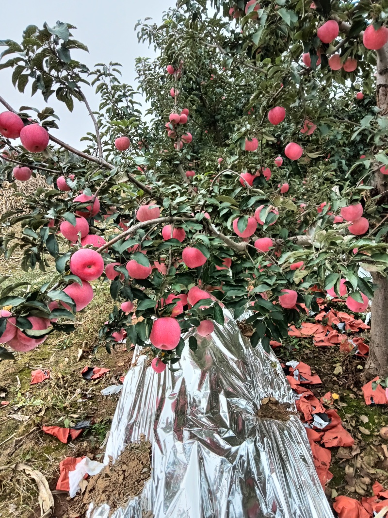 寒富苹果大量上市，口感甘甜，色泽艳丽