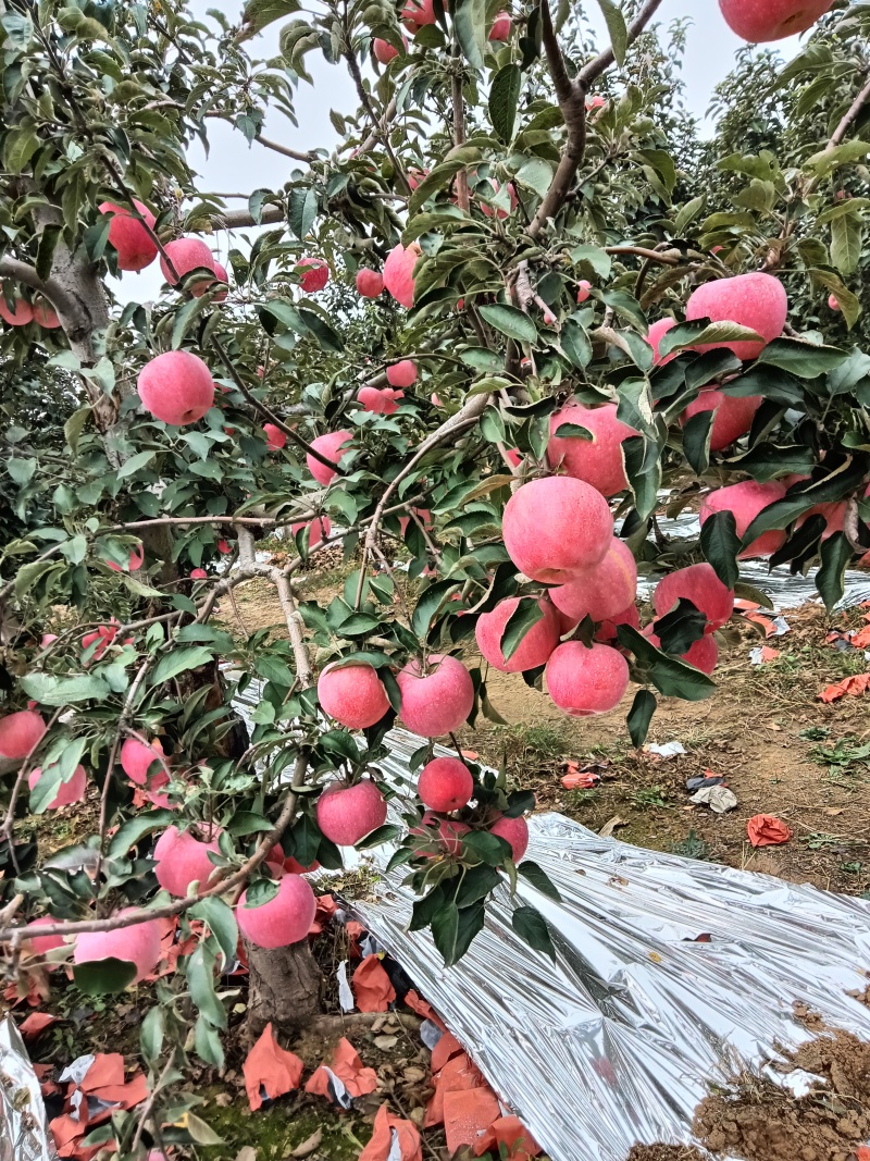 寒富苹果大量上市，口感甘甜，色泽艳丽