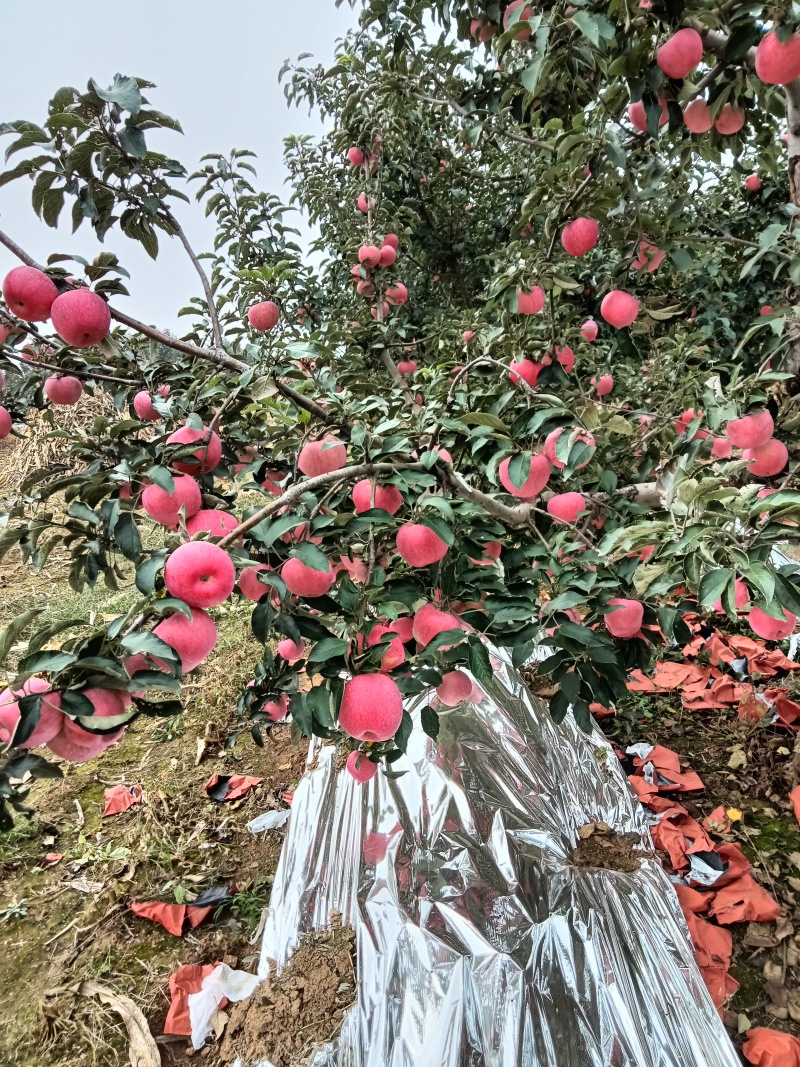 寒富苹果大量上市，口感甘甜，色泽艳丽
