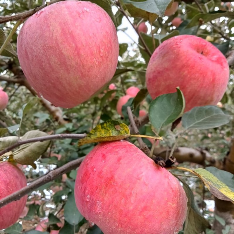 寒富苹果大量上市，口感甘甜，色泽艳丽