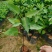 正宗金刚菩提树苗庭院绿化菩提子树盆栽地载平安树带叶原杯