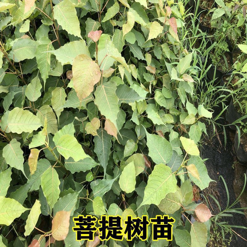 正宗金刚菩提树苗庭院绿化菩提子树盆栽地载平安树带叶原杯