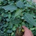 正宗金刚菩提树苗庭院绿化菩提子树盆栽地载平安树带叶原杯