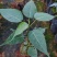 正宗金刚菩提树苗庭院绿化菩提子树盆栽地载平安树带叶原杯