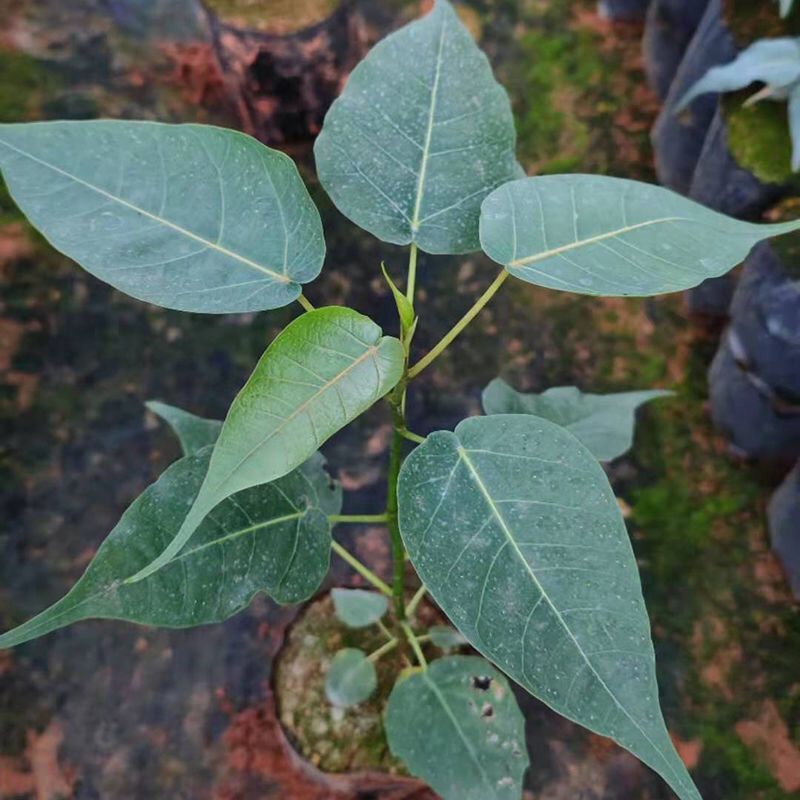正宗金刚菩提树苗庭院绿化菩提子树盆栽地载平安树带叶原杯