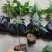 正宗金刚菩提树苗庭院绿化菩提子树盆栽地载平安树带叶原杯