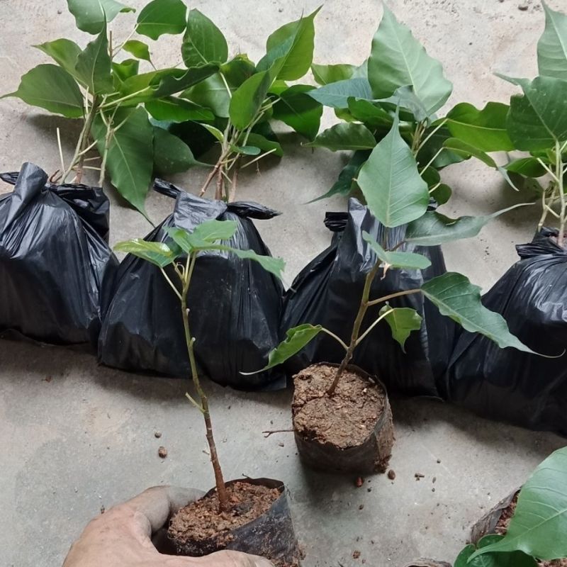 正宗金刚菩提树苗庭院绿化菩提子树盆栽地载平安树带叶原杯