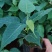 正宗金刚菩提树苗庭院绿化菩提子树盆栽地载平安树带叶原杯