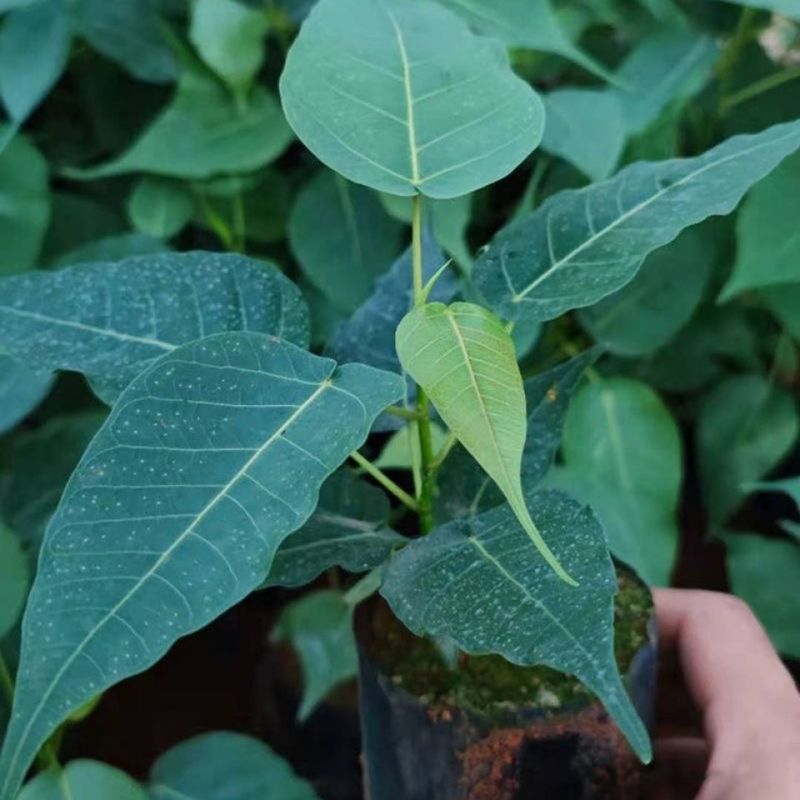 正宗金刚菩提树苗庭院绿化菩提子树盆栽地载平安树带叶原杯