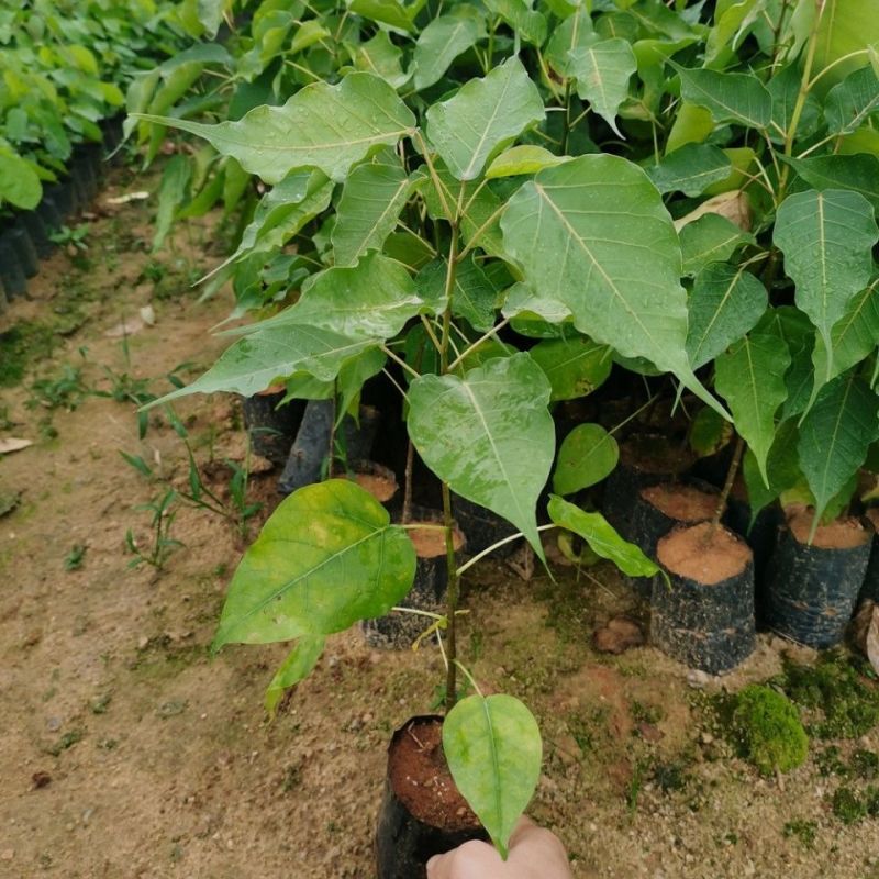 正宗金刚菩提树苗庭院绿化菩提子树盆栽地载平安树带叶原杯