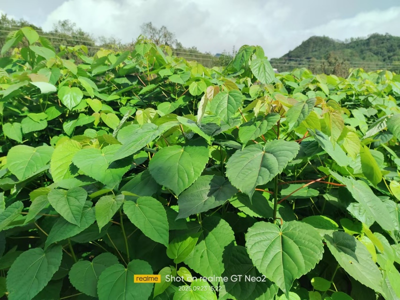 【精选】毛叶山桐子苗规格多样化产地直发质量保障