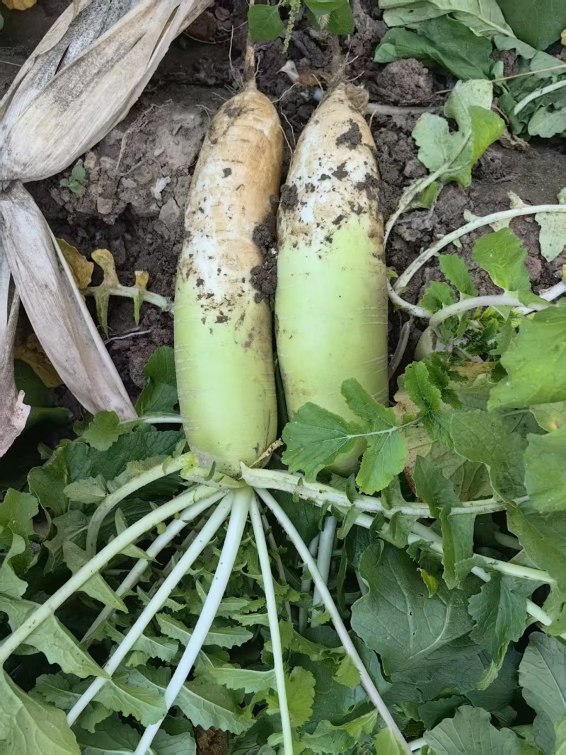 精品萝卜白萝卜优良品种口感好基地种植货量充足