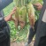 精品萝卜白萝卜优良品种口感好基地种植货量充足